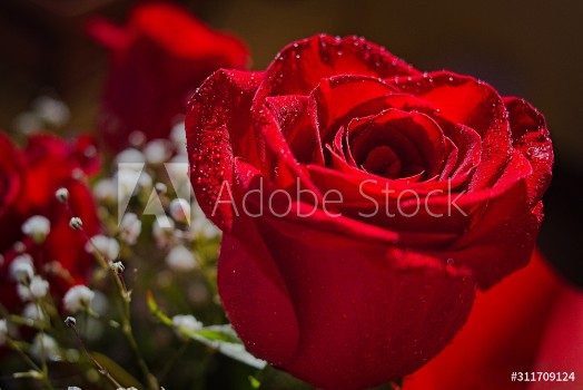 Picture of A red rose in the foreground